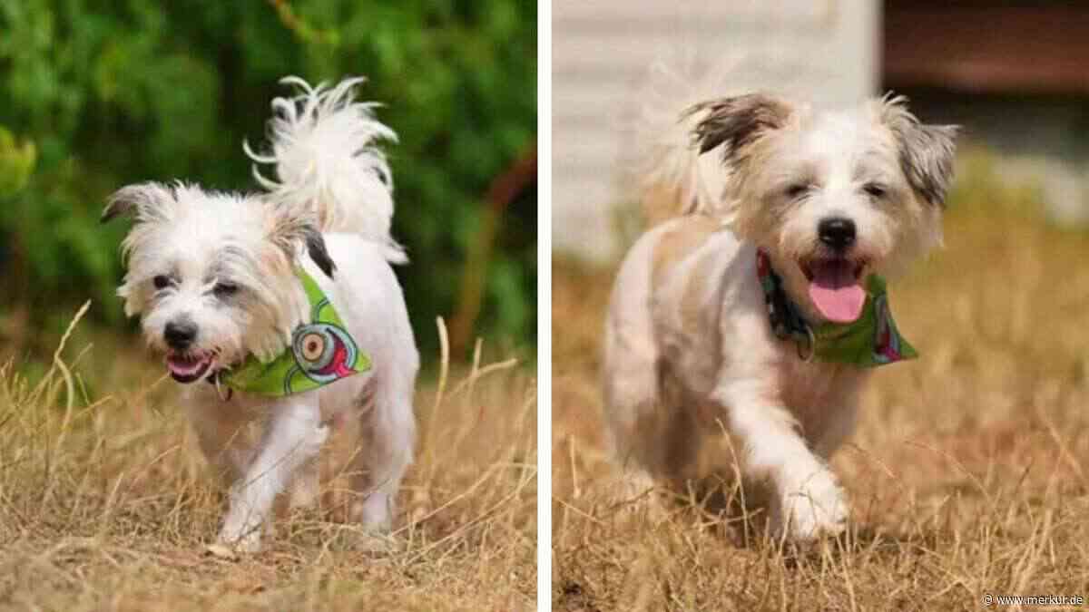 „Wen er kennt, den liebt er“: Tierheim sucht dringend ein Zuhause für Hund Bruno