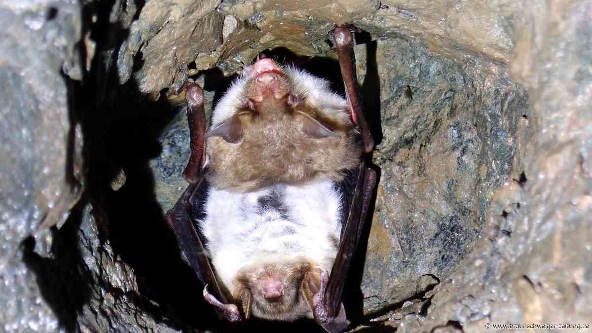 Forscher schreiben Evolutionsgeschichte der Fledermaus neu