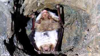 Forscher schreiben Evolutionsgeschichte der Fledermaus neu