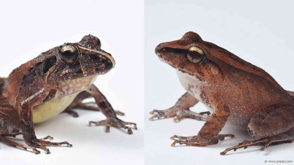 Frogs wear bacterial suits of armor to fight off deadly fungus