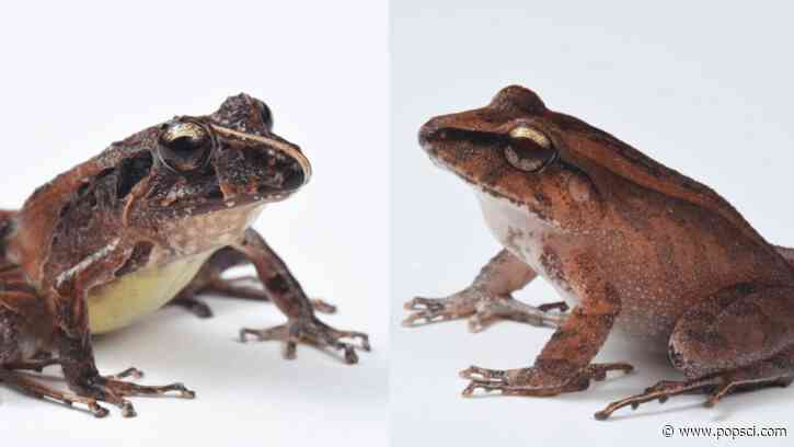 Frogs wear bacterial suits of armor to fight off deadly fungus