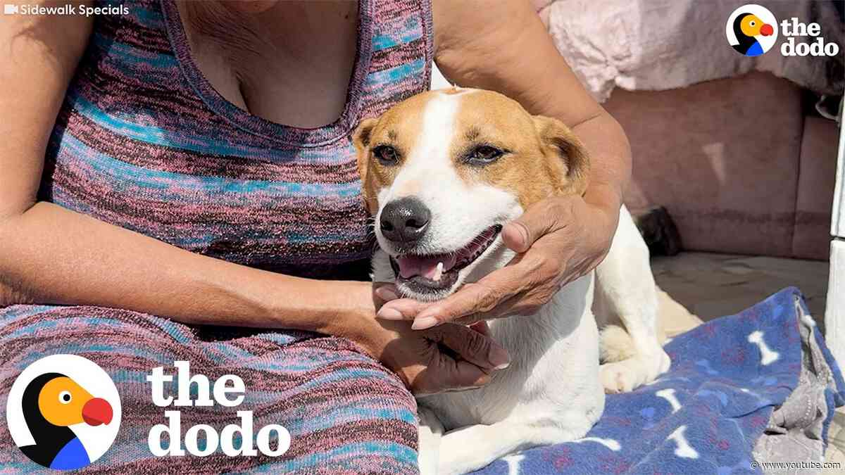 Dog Attacked By Much Bigger Dog Gets Help From An Entire Community | The Dodo