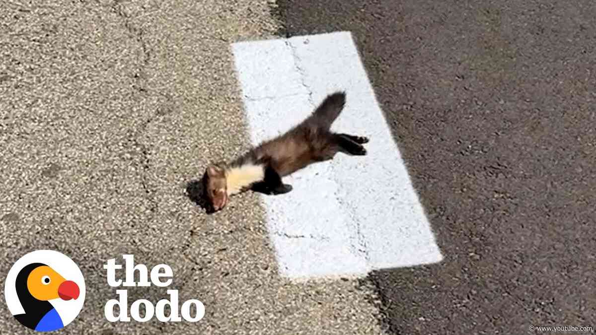 Ukrainian Vets Stop For Lifeless Animal In War Zone... Then She Moves | The Dodo