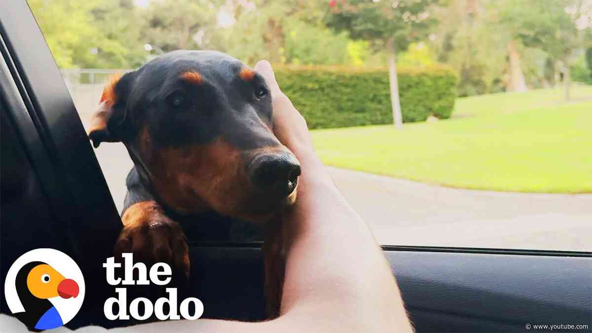 Doberman Puppy Found All Alone Ends Up With The Sweetest New Family | The Dodo