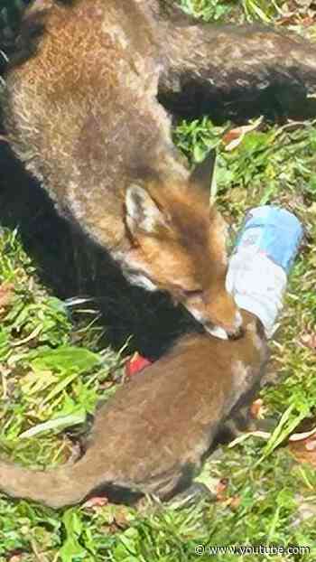 Mama Fox Can’t Get Horlicks Jar Off Her Baby’s Head | The Dodo