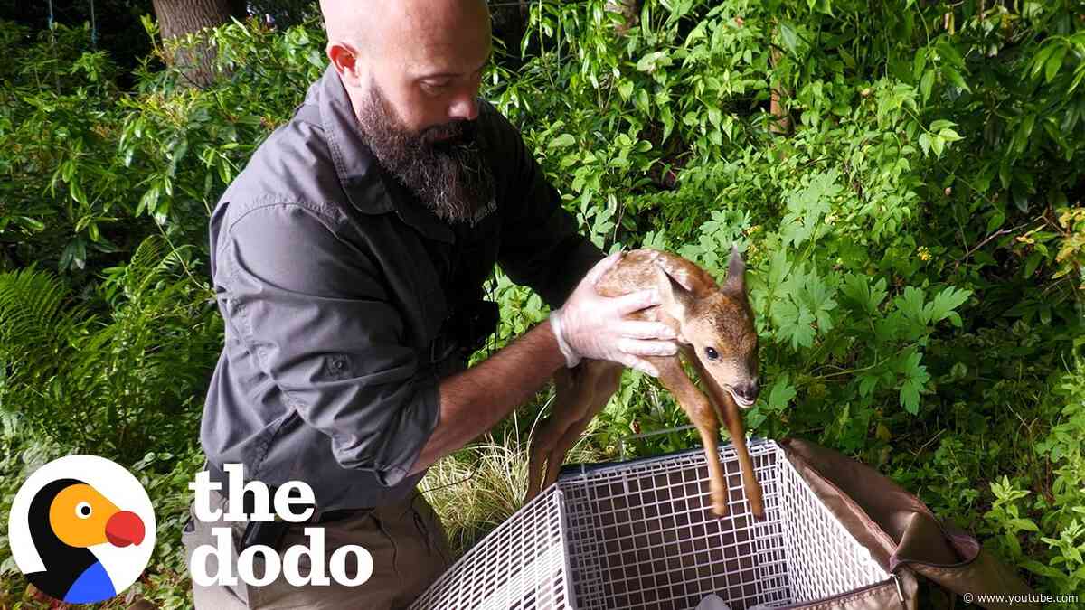 Worried Mom Watches Rescuers Rush To Help Her Sick Baby Deer | The Dodo
