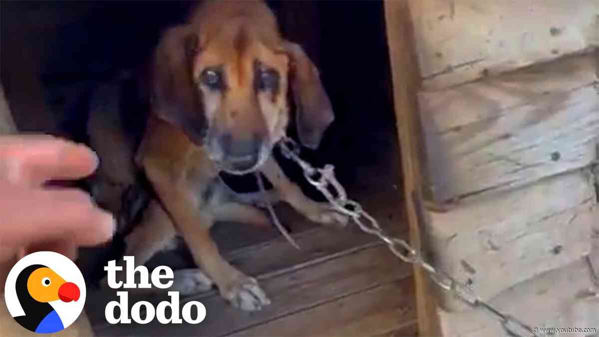 Dog Spends 19 Years On A Chain Before His Life Completely Changes | The Dodo