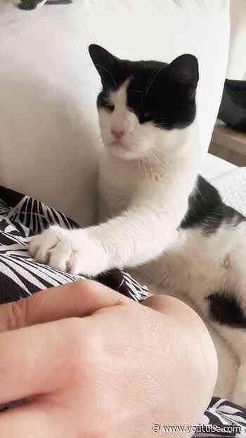 This Cat's Heart Was Two Sizes Too Large | The Dodo