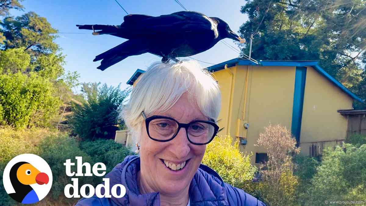 Crows Keep Landing On Woman’s Head And Become Her Best Friends | The Dodo