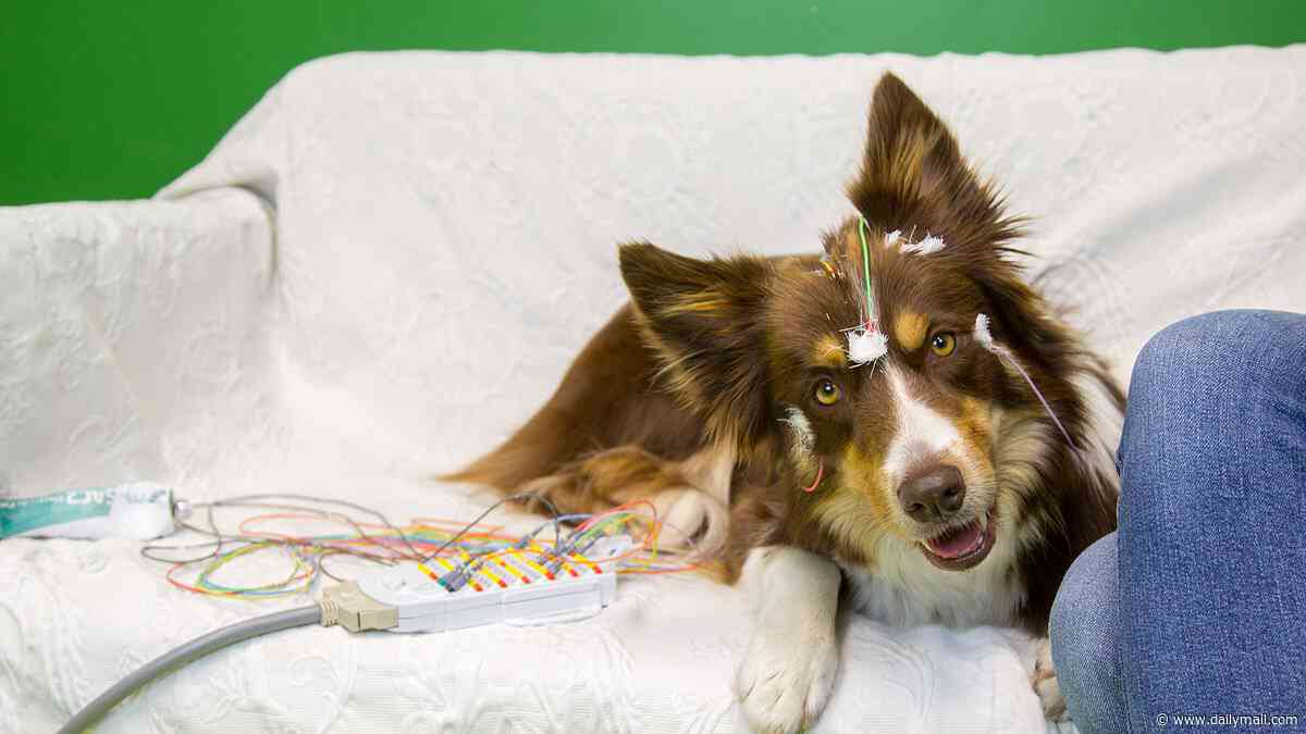 Dogs really DO understand their master's voice! Study confirms pooches process speech in a way previously only seen in humans