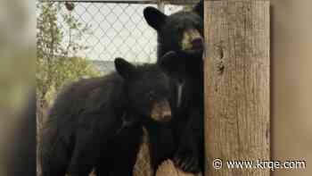15 rescued bear cubs keep NM non-profit busy, spending $1,000+ weekly to feed them