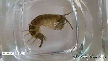 Invasive demon shrimp discovered in waterway