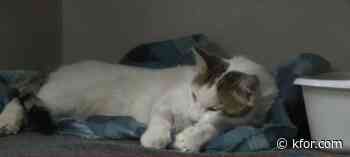 Holdenville family searching for answers after cat shot with arrow