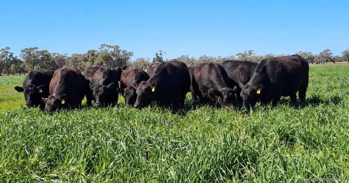 Lawson's Cobwell Station an exceptional beef breeding powerhouse | Photos