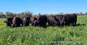 Lawson's Cobwell Station an exceptional beef breeding powerhouse | Photos