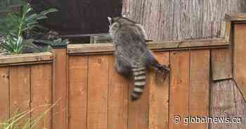 Raccoon euthanized after leg caught in trap in Langley