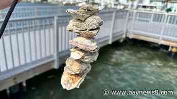 Madeira Beach to host vertical oyster garden giveaway Saturday