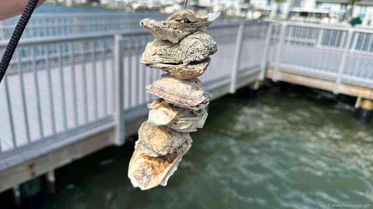 Madeira Beach to host vertical oyster garden giveaway Saturday