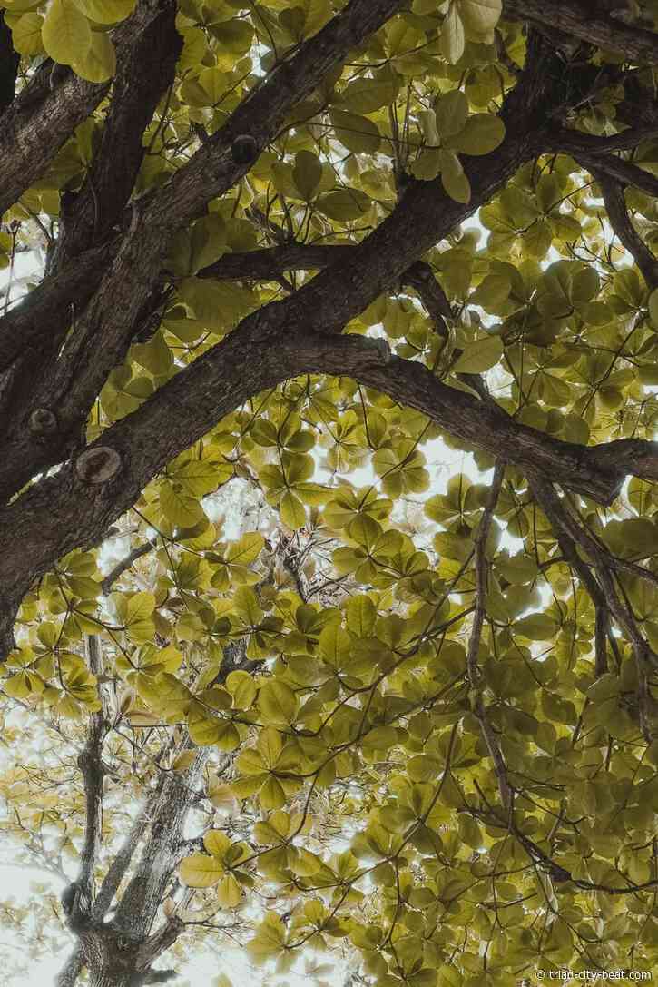 How Professional Tree Maintenance Protects Residential Backyard Property 