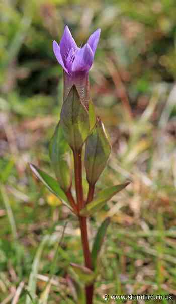 Rare flower wiped out in southern England in record heat and drought