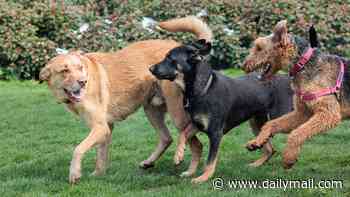 Dog out of control? You might now need to go on a course, just like drivers