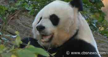 Xi gifts giant pandas to U.S., continuing years of "panda diplomacy"