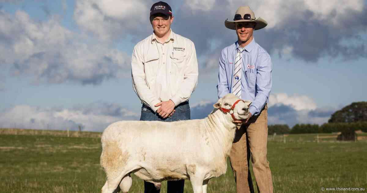 Buyers travel for three days to attend 13th Tattykeel Australian White sale