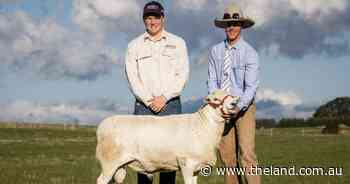 Buyers travel for three days to attend 13th Tattykeel Australian White sale