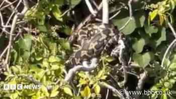 Escaped python rescued from tree by member of public