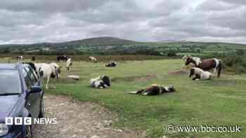 Plea not to feed ponies over welfare fears