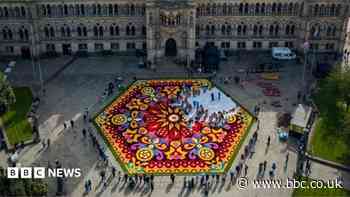 Giant flower 'carpet' created from 330,000 blooms