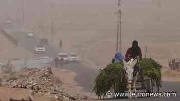 West Bank herders use donkeys and trenches to move milk at night