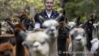 Alpaca migration: Woolly travellers make their way down from the Swiss Alps