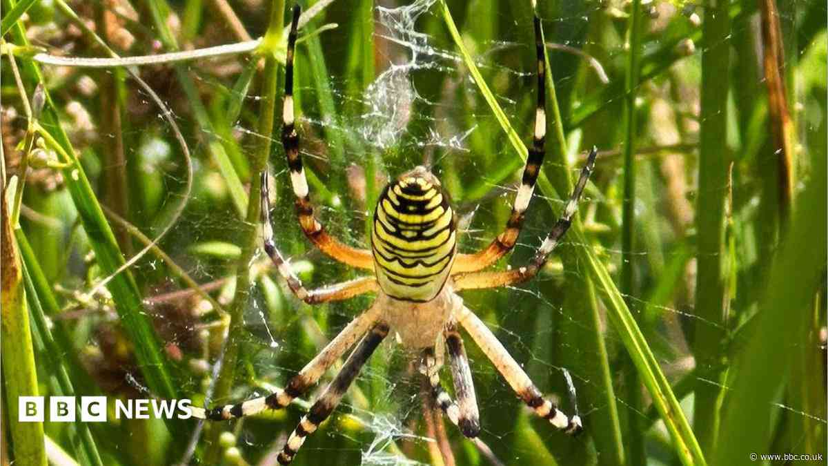 Wasp spider spotted in region for first time