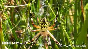 Wasp spider spotted in region for first time