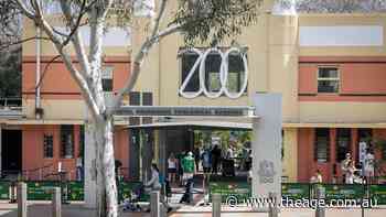 Zoo redundancies leave staff worried about safety during animal escapes