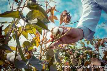 North India cotton yarn steady amid weak demand, cautious buying