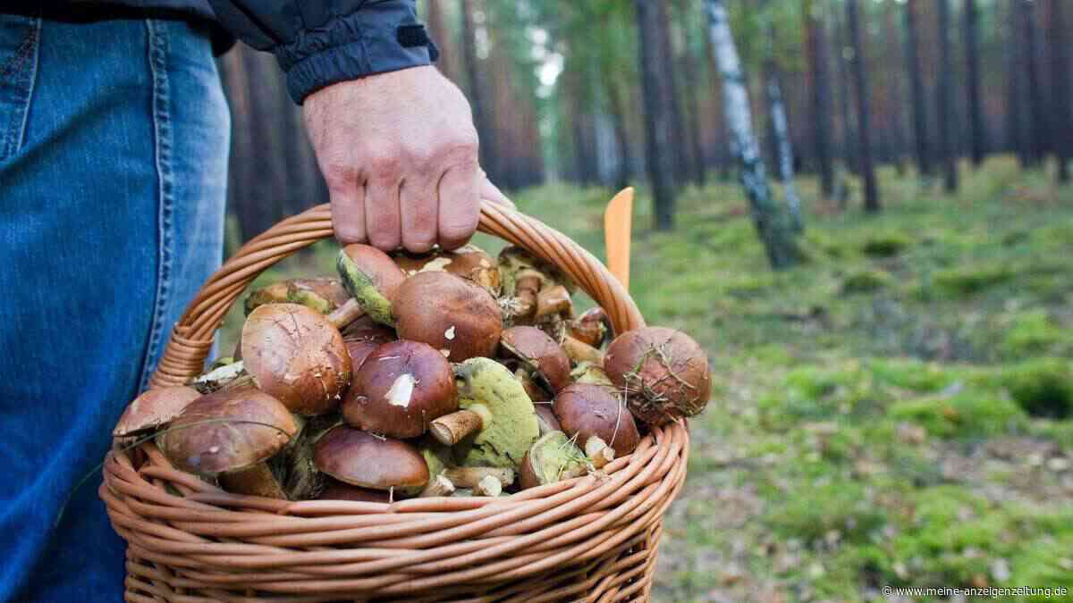 Von Handstraußregel bis Schwermetallbelastung: Was Sie beim Pilzesammeln laut NABU unbedingt wissen müssen
