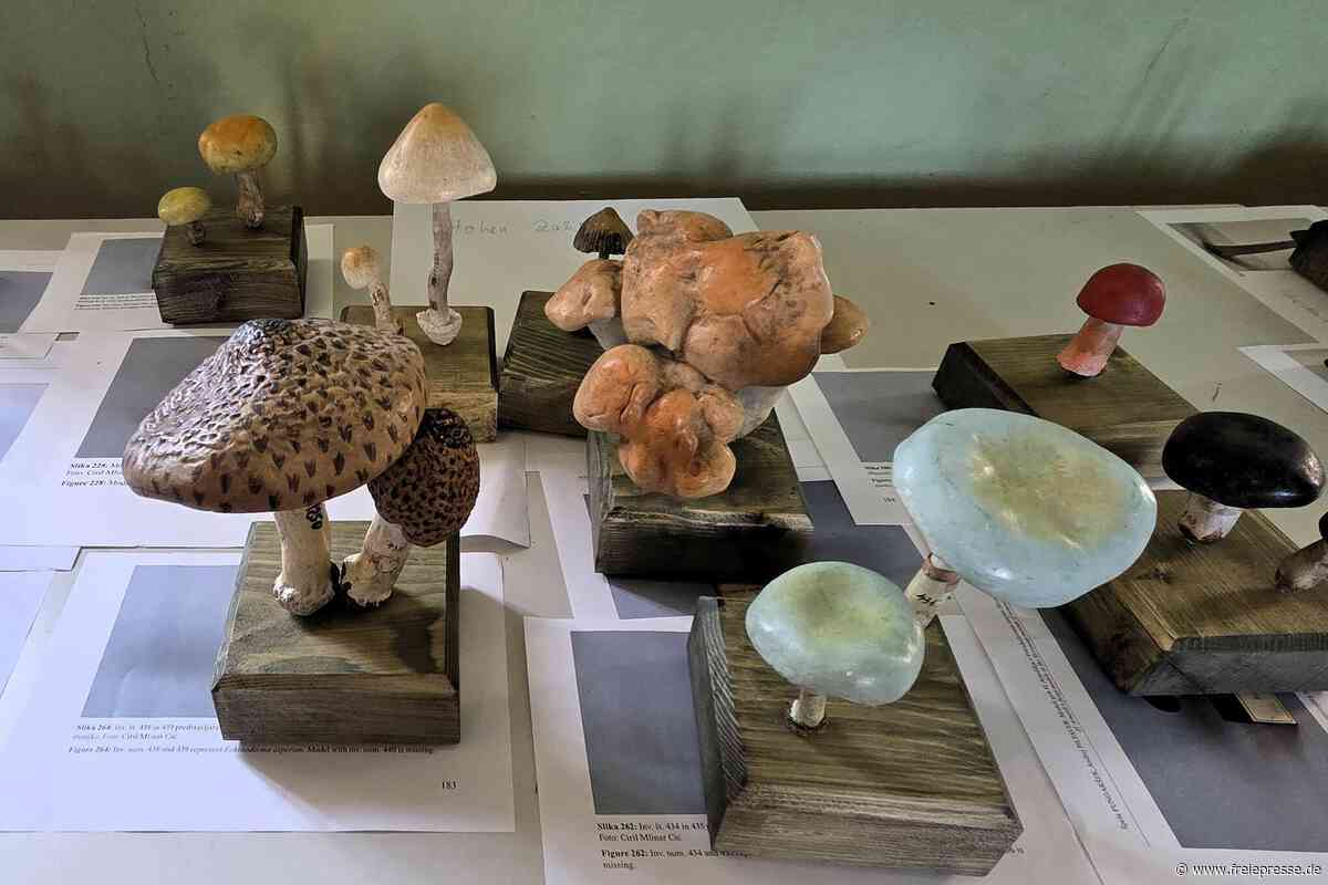Lebensechte Pilze aus Papiermaché: Wie ein Sensationsfund jetzt im Vogtland gezeigt wird