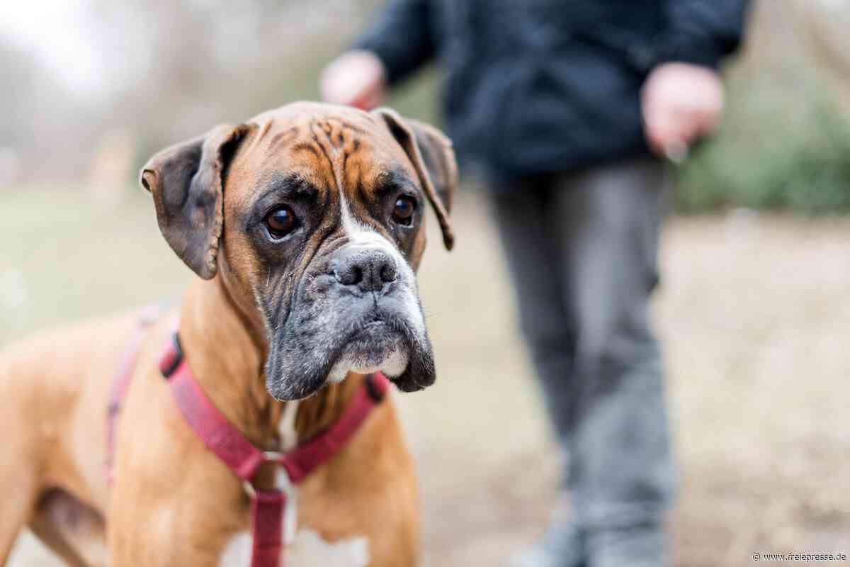 Markneukirchen will Hundesteuer stark anheben