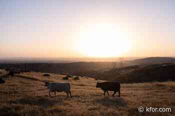 OK Cattlemen's Association says ICE raids are hurting cattle industry