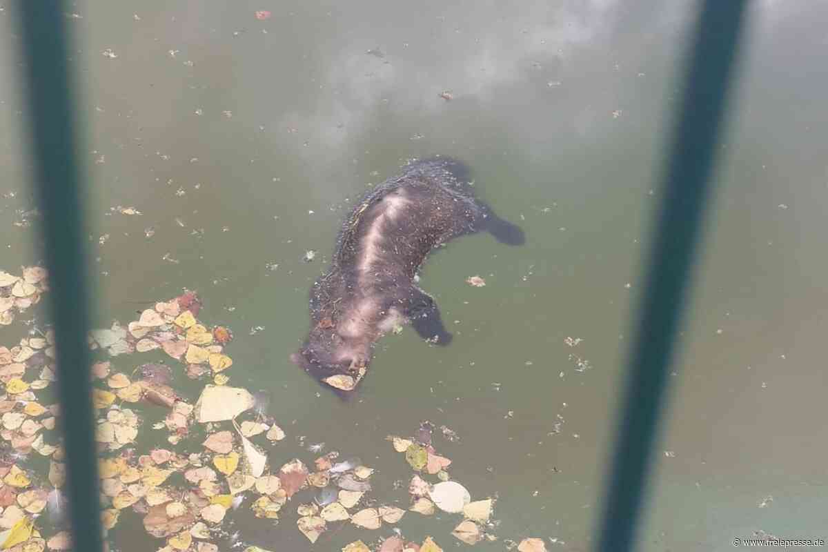 Hohe Wellen um Zwickauer Löschteich: „Der Teich ist eine Falle für Tiere“