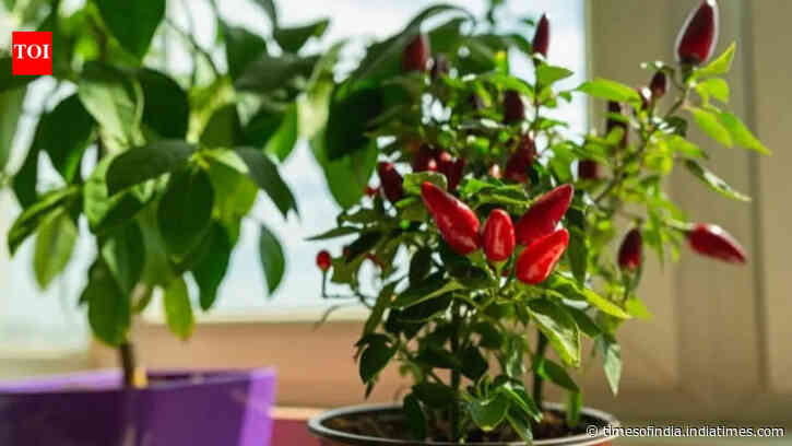 How to grow peppers indoors: A simple step-by-step guide to growing fresh and flavourful peppers all year round