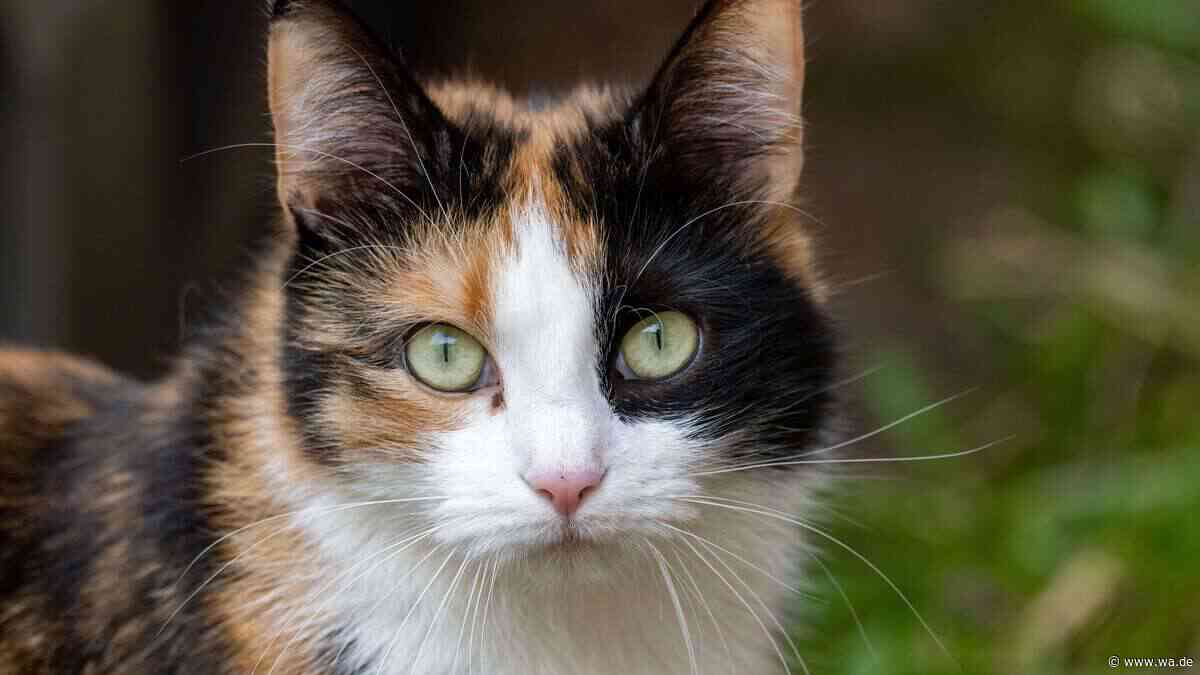 Mindestens 22 Katzen verschwunden: Serienkiller nicht ausgeschlossen