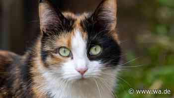 Mindestens 22 Katzen verschwunden: Serienkiller nicht ausgeschlossen