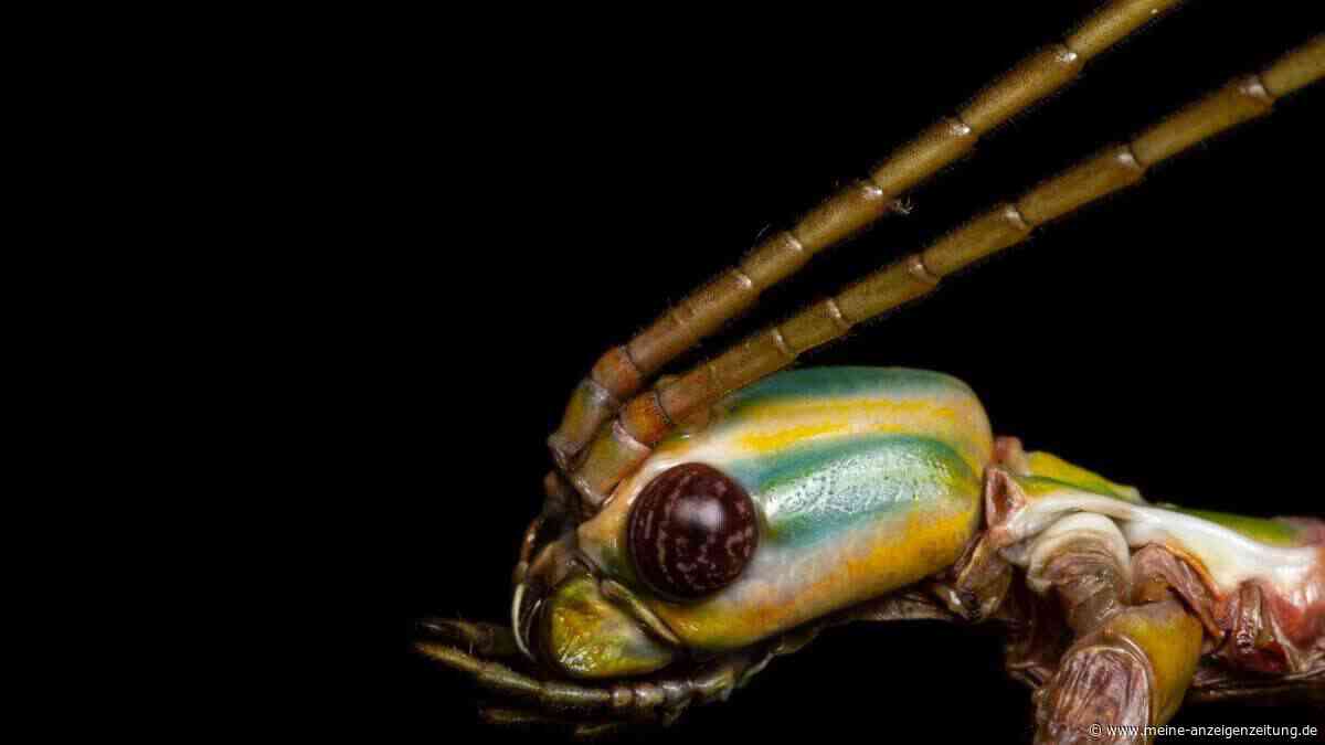 Bizarre Mimikry-Künstler: Stabschrecken in Australien
