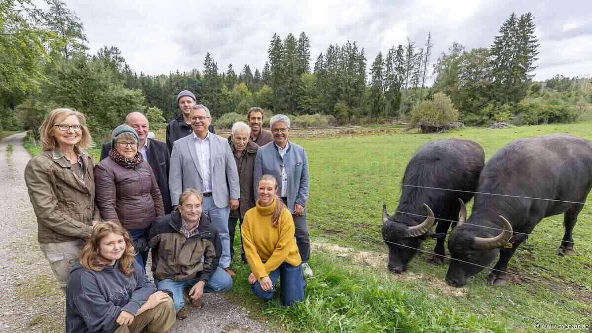 Wasserbüffel Toya und Yara: Nächstes Jahr vielleicht Kälbchen in Rottenried