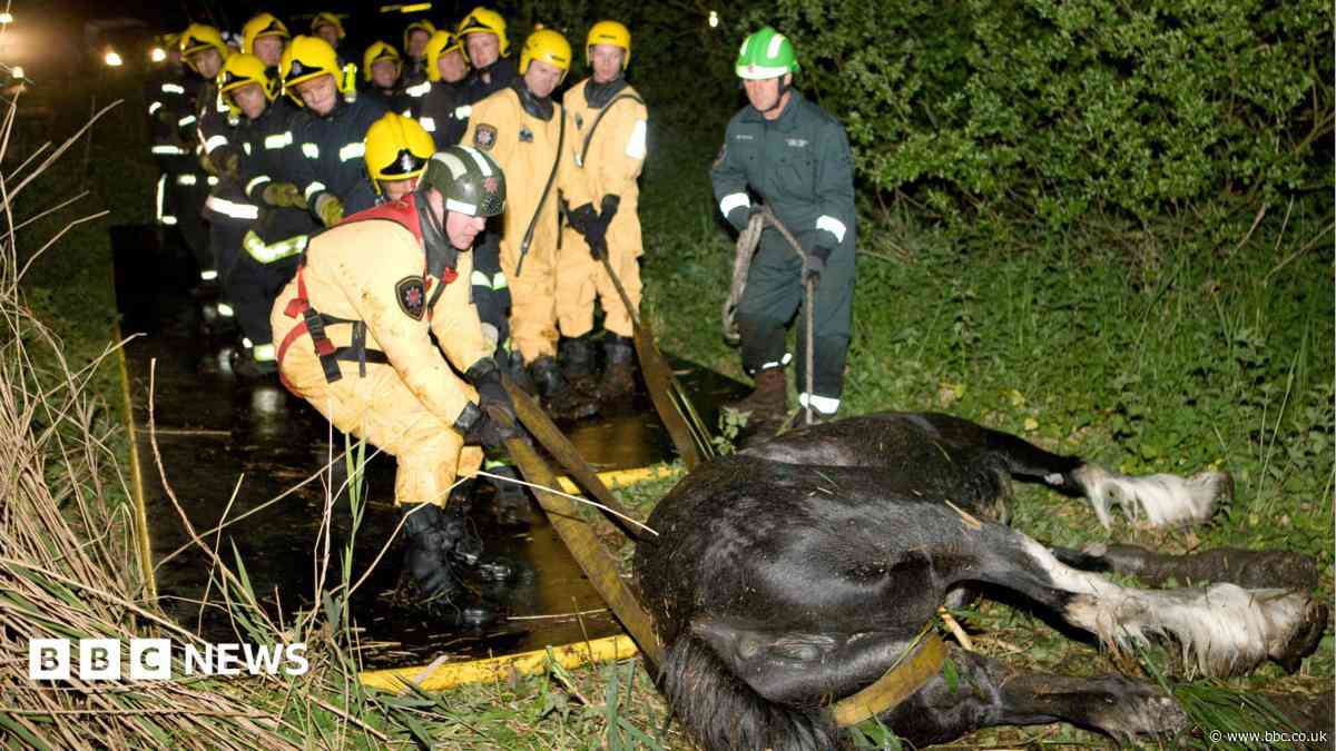 'Rescuing animals has been my life's work'