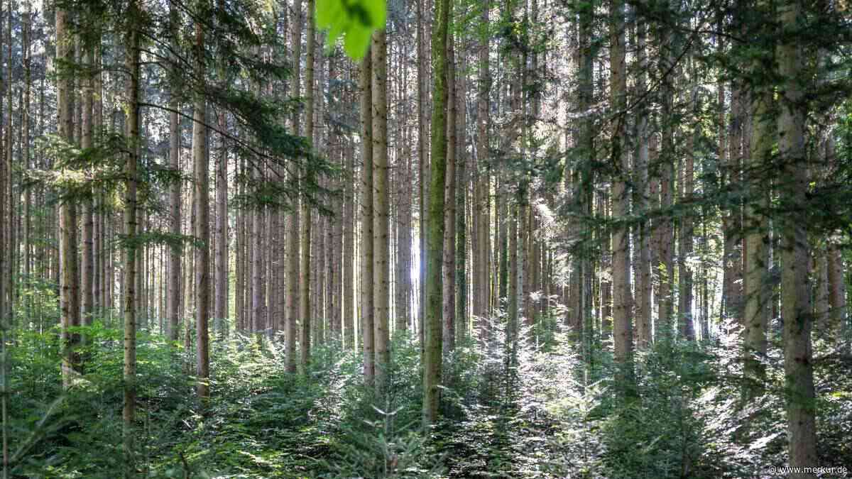 Brotbaum der Forstwirtschaft: Das Zeitalter der Fichte geht zu Ende