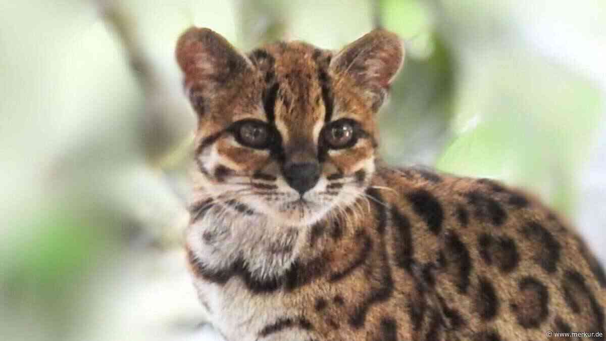 Neue Katzenart in Bolivien entdeckt: Könnte sie eines Tages als Haustier gehalten werden?